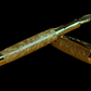 “Apollo”| Gold Fountain Pen | Highlander Collection